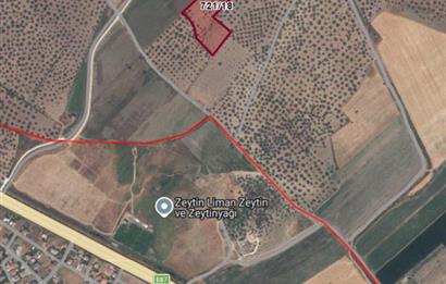 C21 Bal'dan Balıkesir Ayvalık Gazi Kemalpaşa’da Satılık Zeytinlik