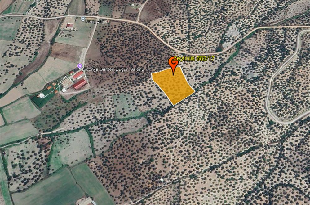 C21 Bal'dan Balıkesir Ayvalık Gazi Kemalpaşa’da Satılık Zeytinlik
