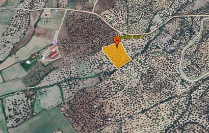 C21 Bal'dan Balıkesir Ayvalık Gazi Kemalpaşa’da Satılık Zeytinlik