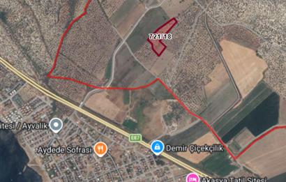 C21 Bal'dan Balıkesir Ayvalık Gazi Kemalpaşa’da Satılık Zeytinlik