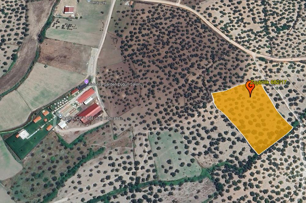 C21 Bal'dan Balıkesir Ayvalık Gazi Kemalpaşa’da Satılık Zeytinlik