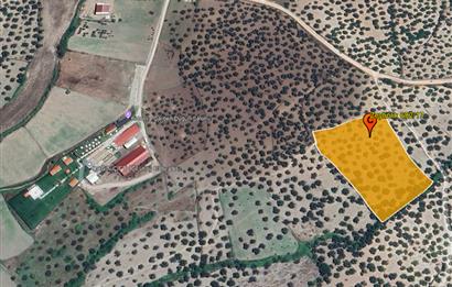 C21 Bal'dan Balıkesir Ayvalık Gazi Kemalpaşa’da Satılık Zeytinlik
