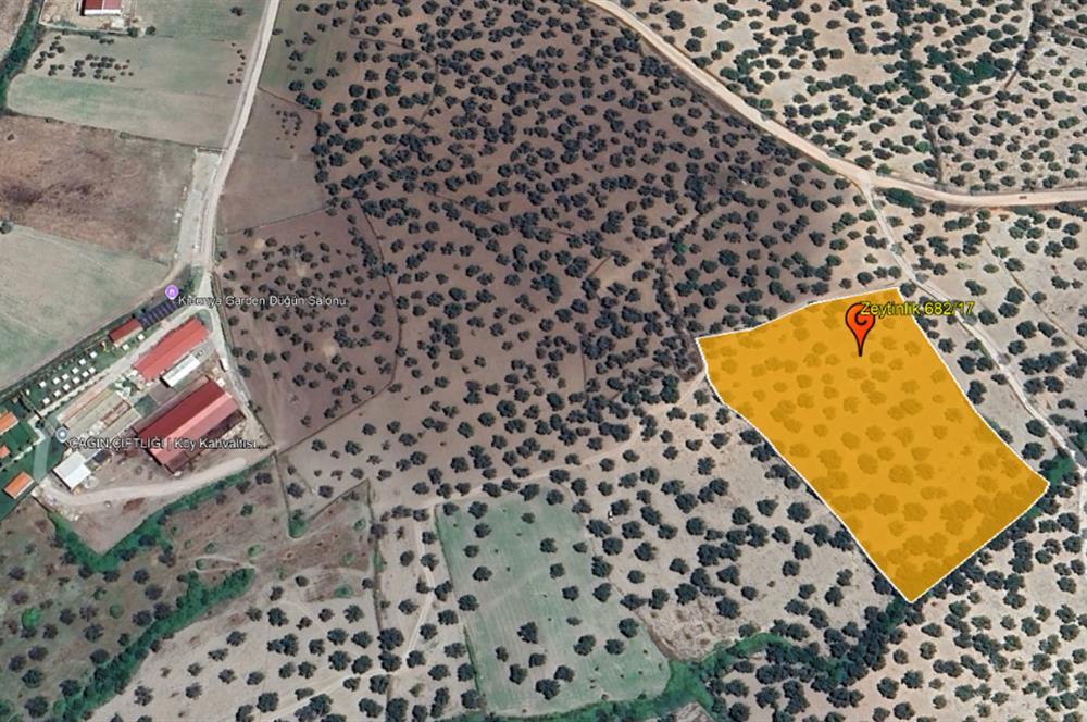 C21 Bal'dan Balıkesir Ayvalık Gazi Kemalpaşa’da Satılık Zeytinlik