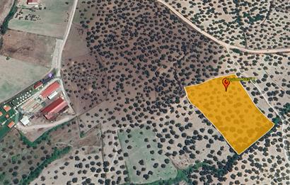 C21 Bal'dan Balıkesir Ayvalık Gazi Kemalpaşa’da Satılık Zeytinlik