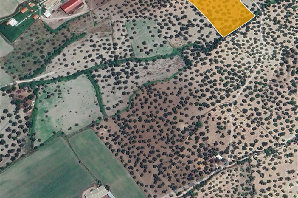 C21 Bal'dan Balıkesir Ayvalık Gazi Kemalpaşa’da Satılık Zeytinlik