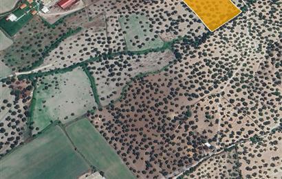 C21 Bal'dan Balıkesir Ayvalık Gazi Kemalpaşa’da Satılık Zeytinlik