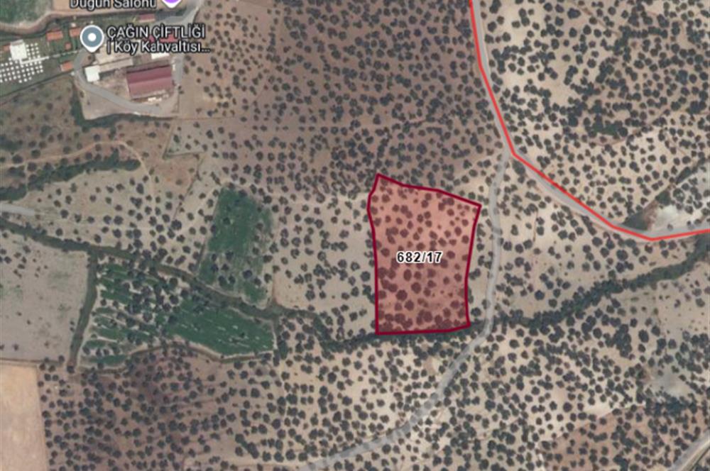 C21 Bal'dan Balıkesir Ayvalık Gazi Kemalpaşa’da Satılık Zeytinlik