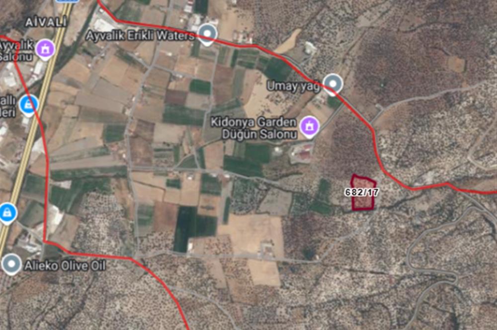 C21 Bal'dan Balıkesir Ayvalık Gazi Kemalpaşa’da Satılık Zeytinlik