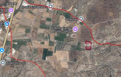 C21 Bal'dan Balıkesir Ayvalık Gazi Kemalpaşa’da Satılık Zeytinlik