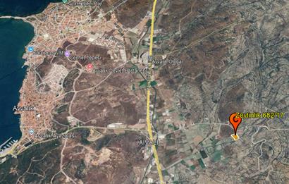 C21 Bal'dan Balıkesir Ayvalık Gazi Kemalpaşa’da Satılık Zeytinlik