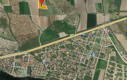 C21 Bal'dan Balıkesir Ayvalık Gazi Kemalpaşa’da Satılık Zeytinlik