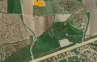 C21 Bal'dan Balıkesir Ayvalık Gazi Kemalpaşa’da Satılık Zeytinlik