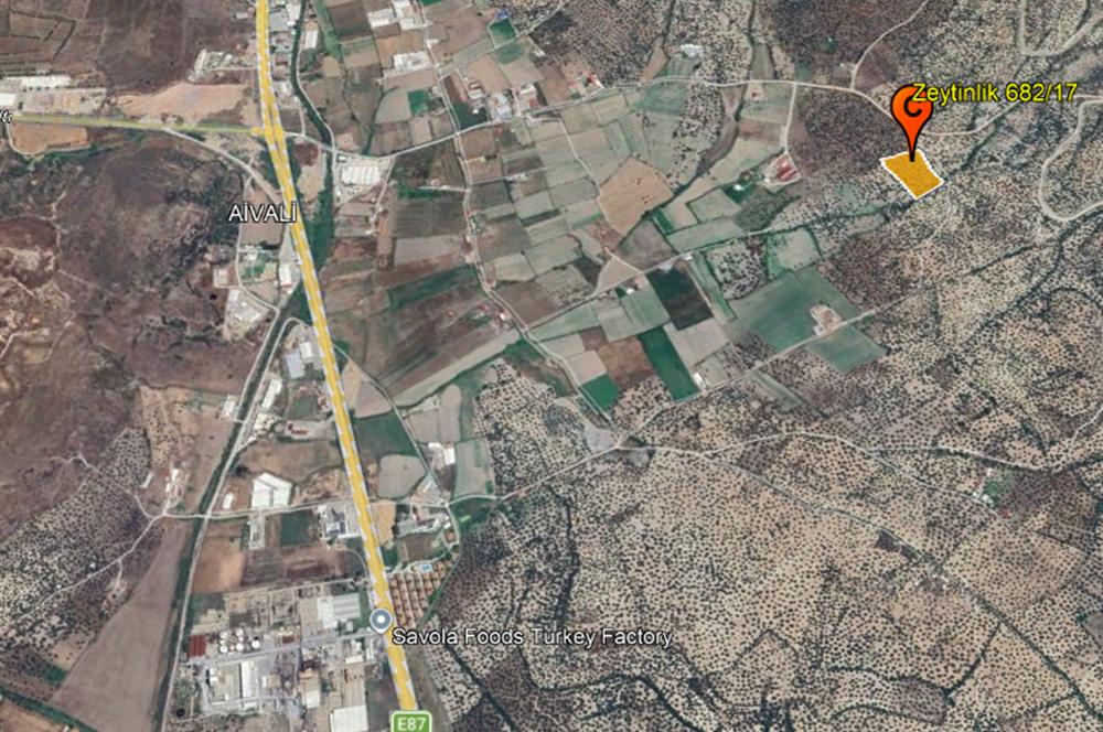 C21 Bal'dan Balıkesir Ayvalık Gazi Kemalpaşa’da Satılık Zeytinlik