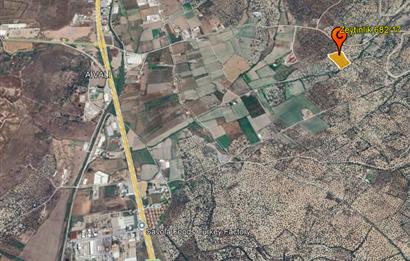 C21 Bal'dan Balıkesir Ayvalık Gazi Kemalpaşa’da Satılık Zeytinlik