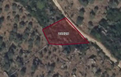 MUĞLA MİLAS SAKARKAYA KÖSÜRELİK MEVKİİNDE SATILIK ZEYTİNLİK ARSA