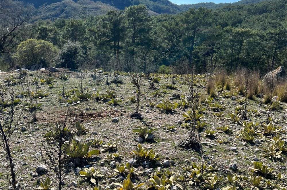  ANTALYA KAŞ GÜRSU’DA ULAŞIMI KOLAY, 14.714 M² TARLA