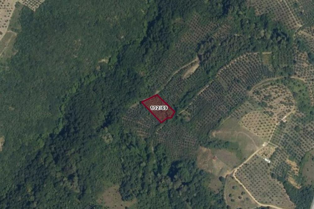 C21 Cius; Gemlik Güvenli’de 2.000 m² Zeytinlik