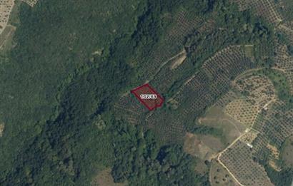 C21 Cius; Gemlik Güvenli’de 2.000 m² Zeytinlik