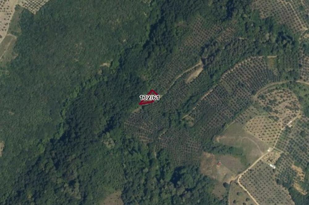 C21 Cius; Gemlik Güvenli’de Doğa İçinde 472 m² Zeytinlik