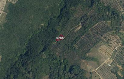 C21 Cius; Gemlik Güvenli’de Doğa İçinde 472 m² Zeytinlik