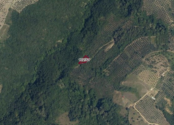 C21 Cius; Gemlik Güvenli’de Doğa İçinde 472 m² Zeytinlik