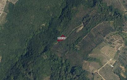 C21 Cius; Gemlik Güvenli’de Doğa İçinde 472 m² Zeytinlik