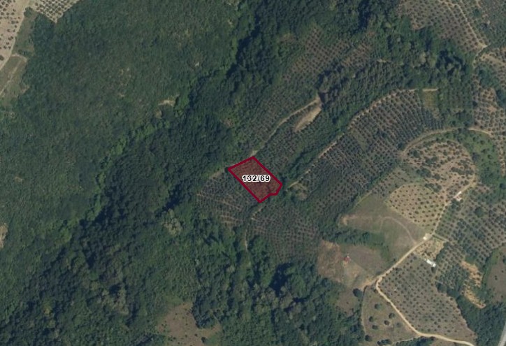 C21 Cius; Gemlik Güvenli’de 2.000 m² Zeytinlik