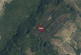 C21 Cius; Gemlik Güvenli’de 2.000 m² Zeytinlik - 2 - 34260