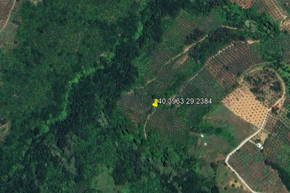 C21 Cius; Gemlik Güvenli’de 2.000 m² Zeytinlik