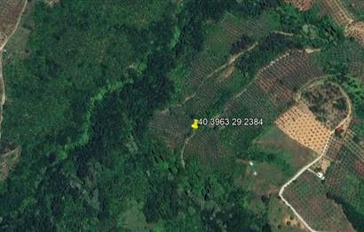 C21 Cius; Gemlik Güvenli’de 2.000 m² Zeytinlik