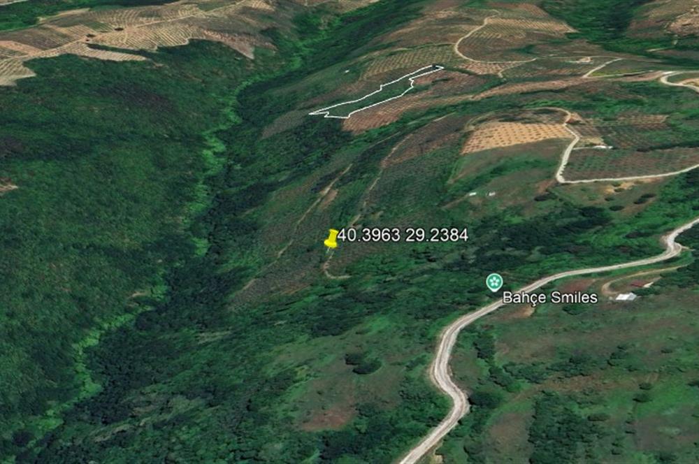 C21 Cius; Gemlik Güvenli’de 2.000 m² Zeytinlik