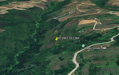 C21 Cius; Gemlik Güvenli’de 2.000 m² Zeytinlik