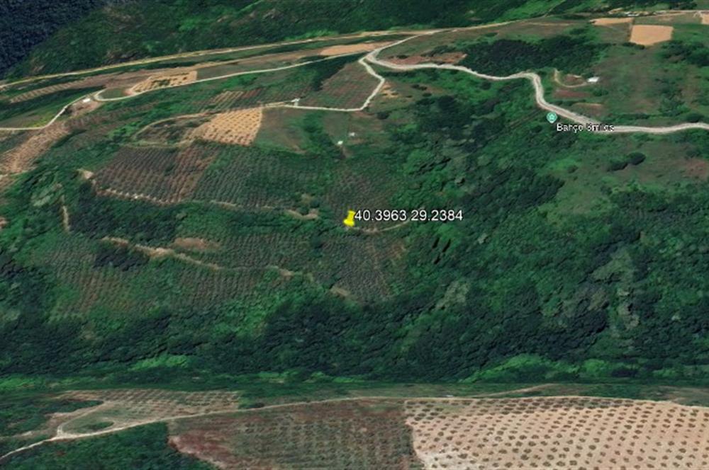 C21 Cius; Gemlik Güvenli’de 2.000 m² Zeytinlik