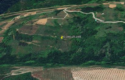 C21 Cius; Gemlik Güvenli’de 2.000 m² Zeytinlik