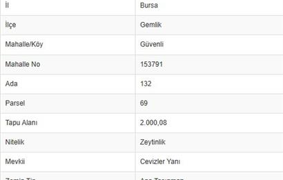 C21 Cius; Gemlik Güvenli’de 2.000 m² Zeytinlik