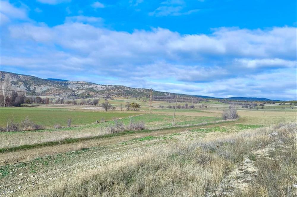 BOLU SEBEN GÜNEYCE YOLA CEPHE 2.137m² EKİLİP BİÇİLEN YATIRIMLIK