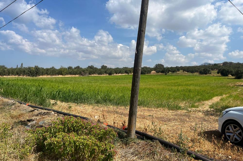 Ayvacık Kösedere Sahil Aksında Projeye Uygun 17,2 Dönüm Zeytinlik