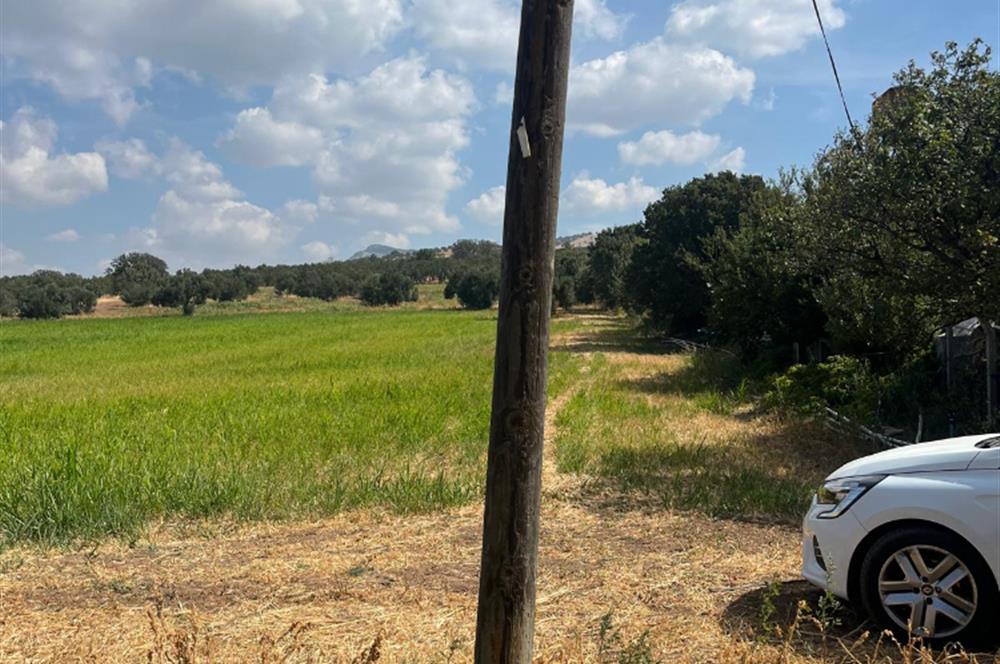 Ayvacık Kösedere Sahil Aksında Projeye Uygun 17,2 Dönüm Zeytinlik