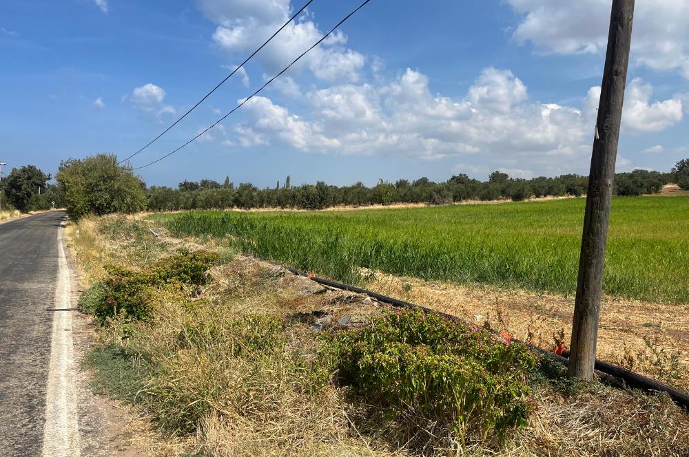 Ayvacık Kösedere Sahil Aksında Projeye Uygun 17,2 Dönüm Zeytinlik
