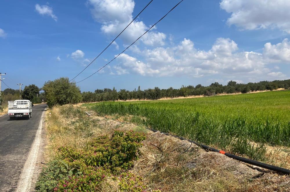 Ayvacık Kösedere Sahil Aksında Projeye Uygun 17,2 Dönüm Zeytinlik