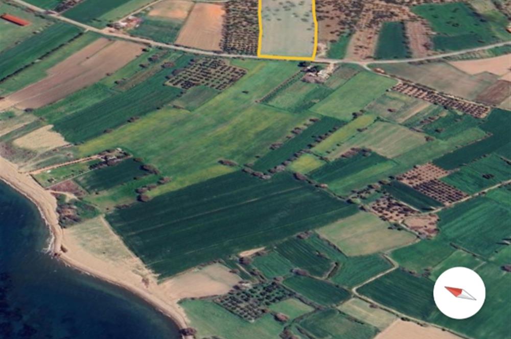 Ayvacık Kösedere Sahil Aksında Projeye Uygun 17,2 Dönüm Zeytinlik