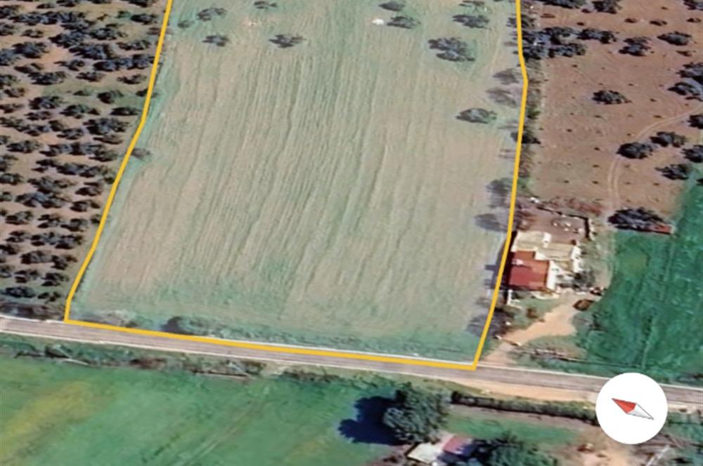 Ayvacık Kösedere Sahil Aksında Projeye Uygun 17,2 Dönüm Zeytinlik