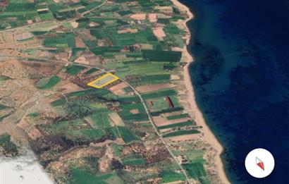 Ayvacık Kösedere Sahil Aksında Projeye Uygun 17,2 Dönüm Zeytinlik