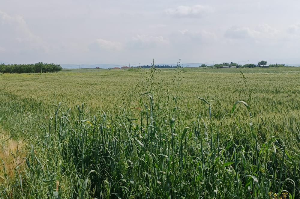 C21 LOCA' DAN ALTIEYLÜL KÖYLÜ MAHALLESİNDE 1775 m2 SATILIK TARLA