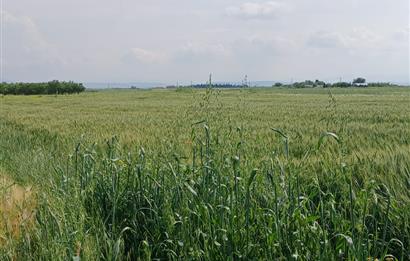 C21 LOCA' DAN ALTIEYLÜL KÖYLÜ MAHALLESİNDE 1775 m2 SATILIK TARLA