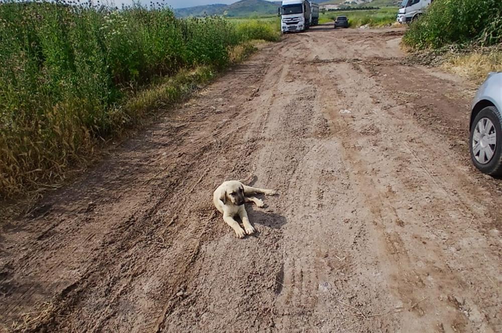 C21 LOCA' DAN ALTIEYLÜL KÖYLÜ MAHALLESİNDE 1775 m2 SATILIK TARLA