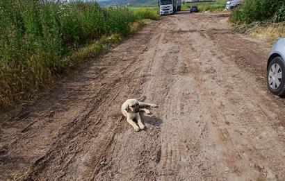 C21 LOCA' DAN ALTIEYLÜL KÖYLÜ MAHALLESİNDE 1775 m2 SATILIK TARLA