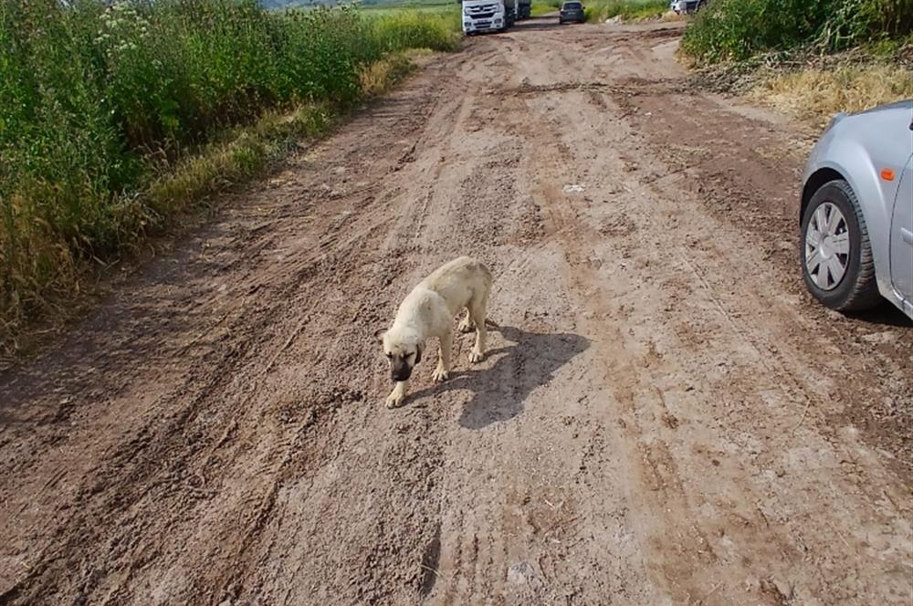 C21 LOCA' DAN ALTIEYLÜL KÖYLÜ MAHALLESİNDE 1775 m2 SATILIK TARLA