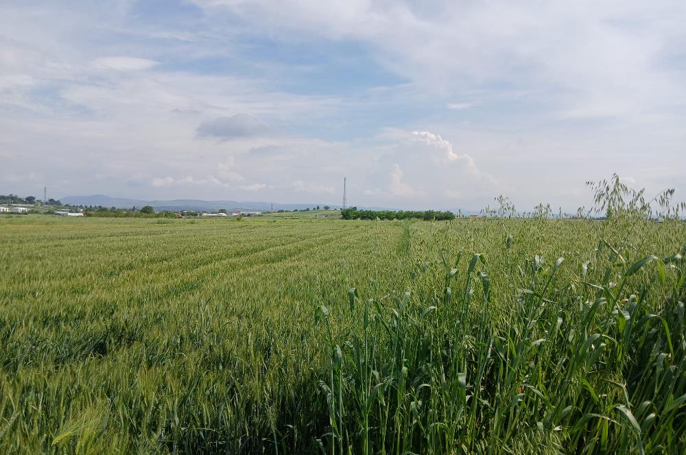 C21 LOCA' DAN ALTIEYLÜL KÖYLÜ MAHALLESİNDE 1775 m2 SATILIK TARLA