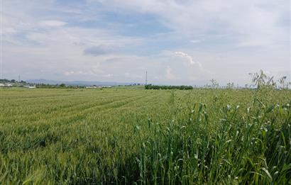 C21 LOCA' DAN ALTIEYLÜL KÖYLÜ MAHALLESİNDE 1775 m2 SATILIK TARLA